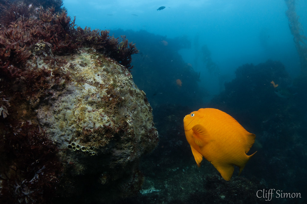 Garibaldi, Hypsypops rubicundus, Gray Moon Sponge, Spheciospongia confoederata