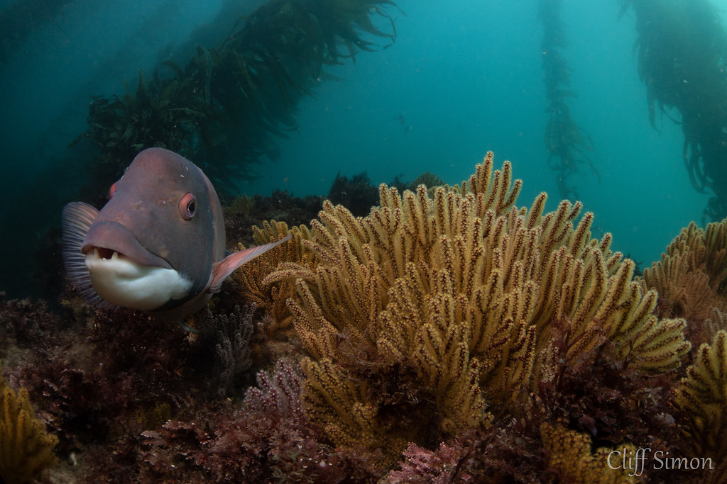 California Sheephead, Semicossyphus pulcher