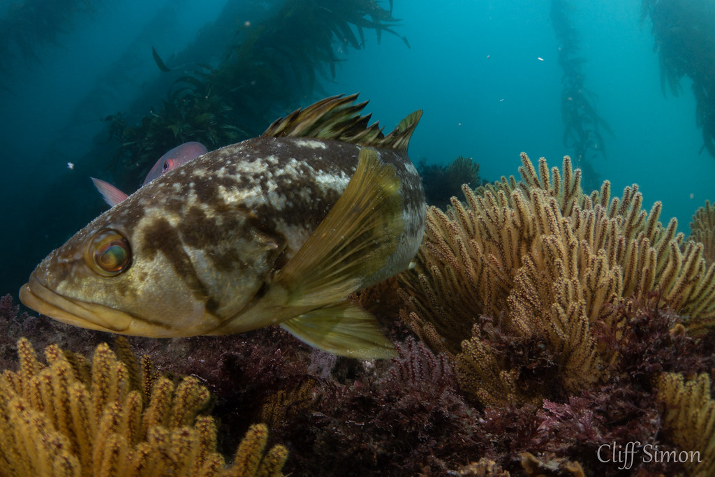 A photo bombing kelp bass lol. Kelp Bass, Paralabrax clathratus