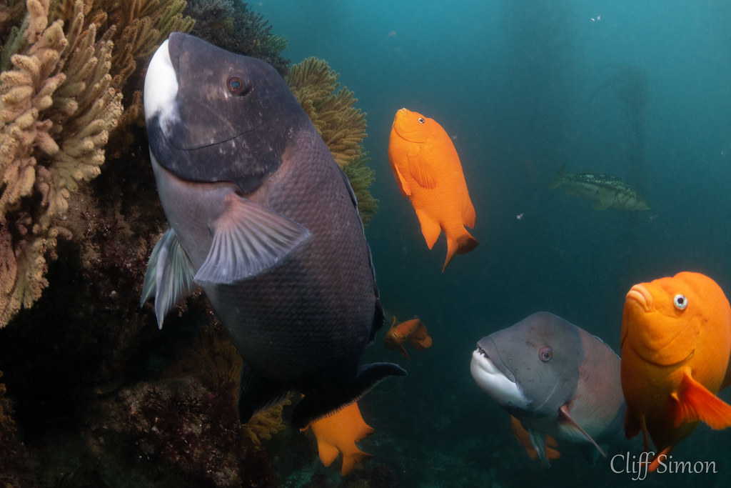 California Sheephead, Semicossyphus pulcher, Garibaldi, Hypsypops rubicundus