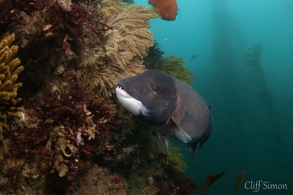 California Sheephead, Semicossyphus pulcher