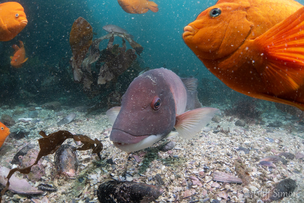 California Sheephead, Semicossyphus pulcher, Garibaldi, Hypsypops rubicundus