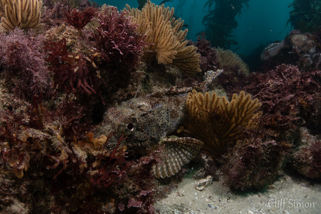 California Scorpionfish, Scorpaena guttata