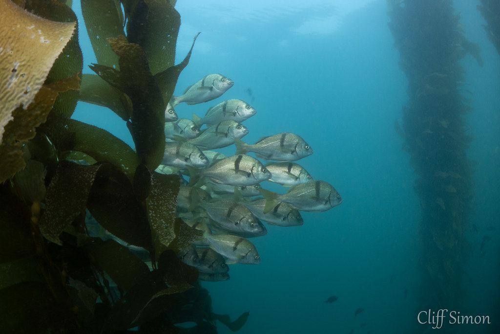 Sargo, Anisotremus davidsonii