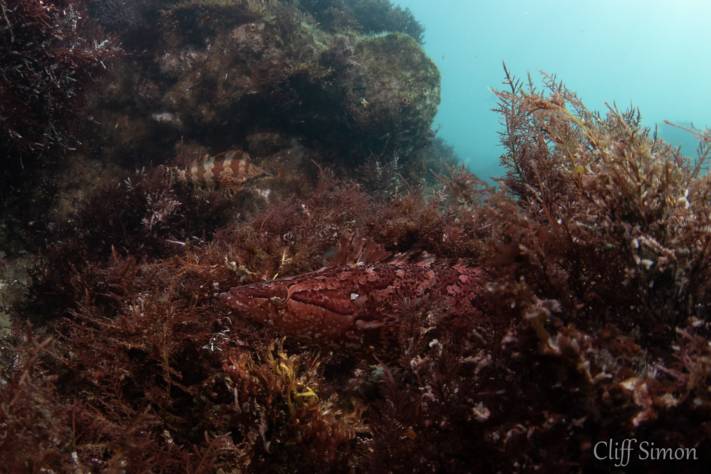 Giant Kelpfish, Heterostichus rostratus, Painted Greenling, Oxylebius pictus
