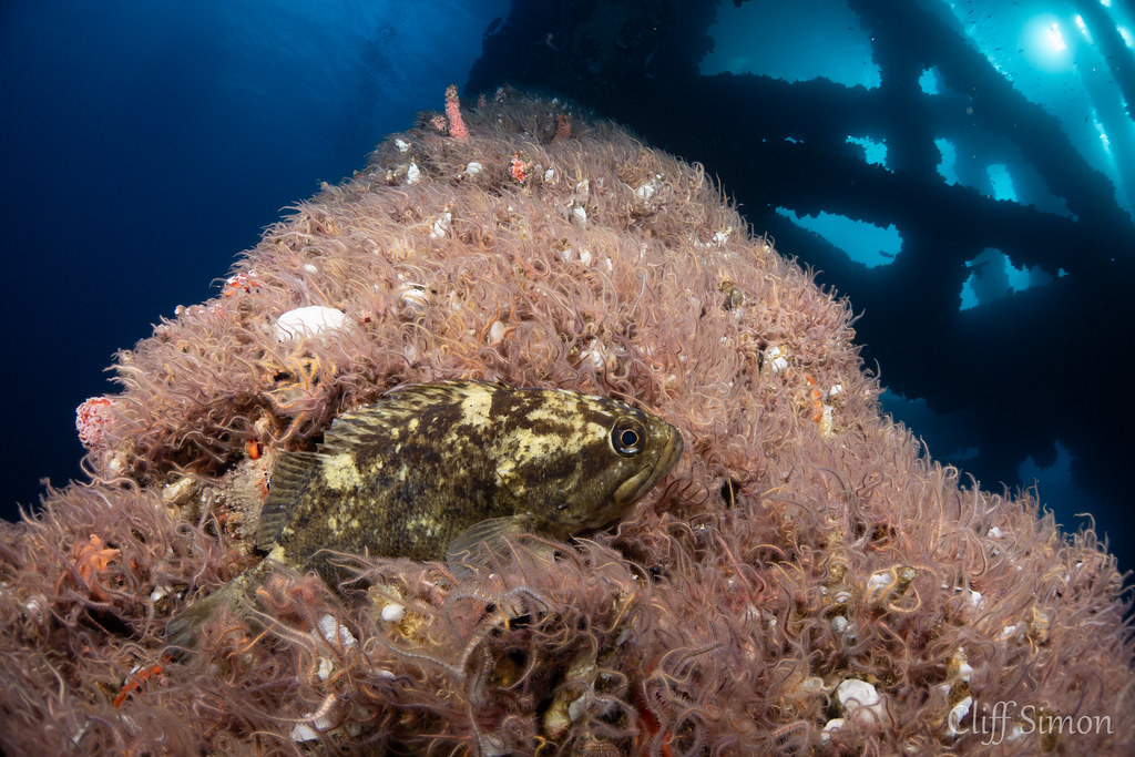 Grass Rockfish, Sebastes rastrelliger