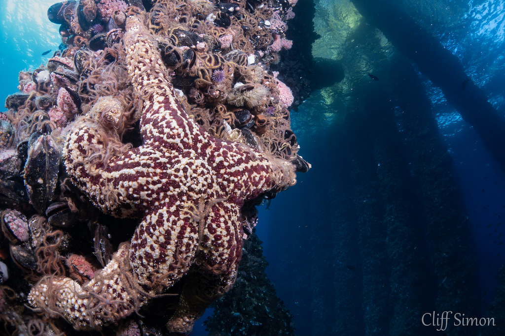 Giant Spined Star, Pisaster giganteus