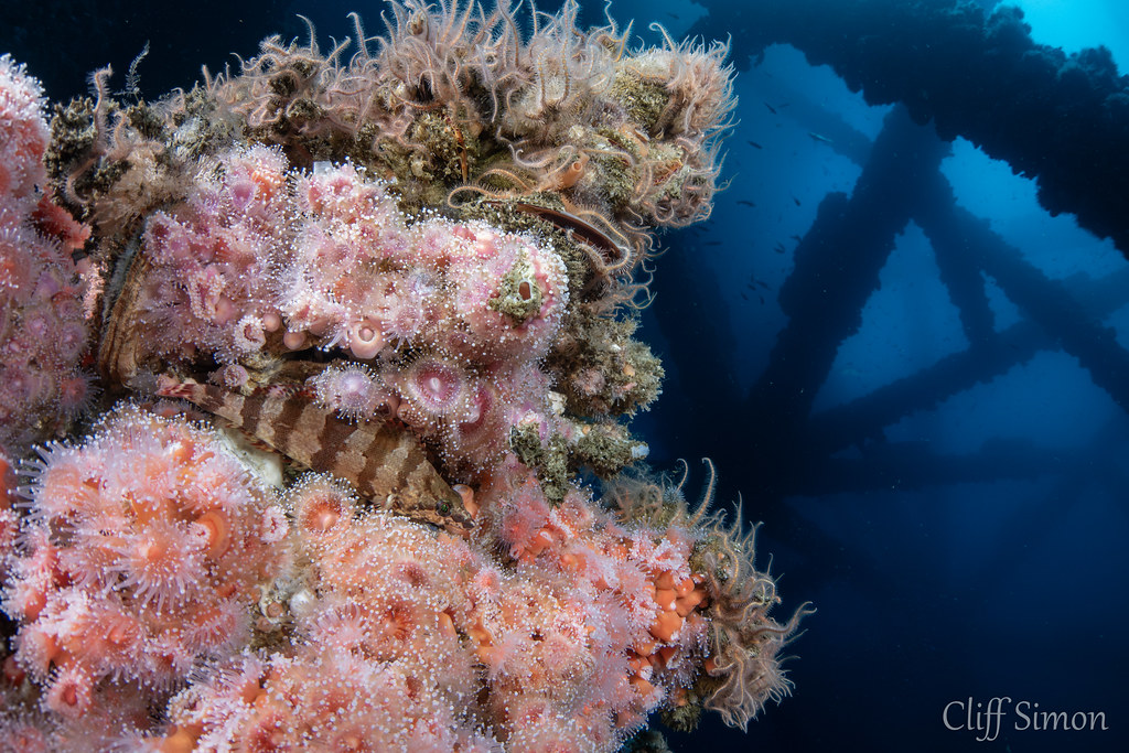 Painted Greenling, Oxylebius pictus, Strawberry Anemone, Corynactis californica