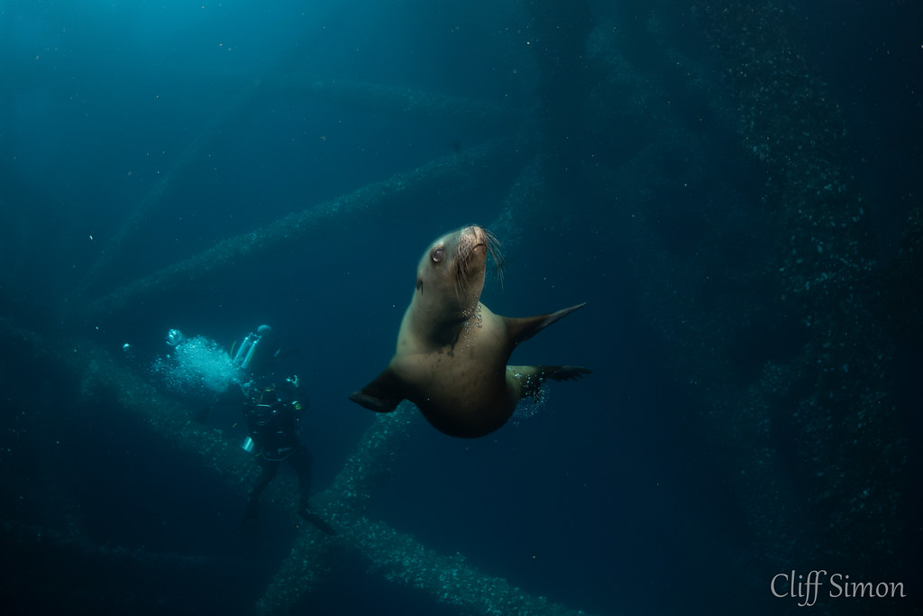 California Sea Lion, Zalophus californianus