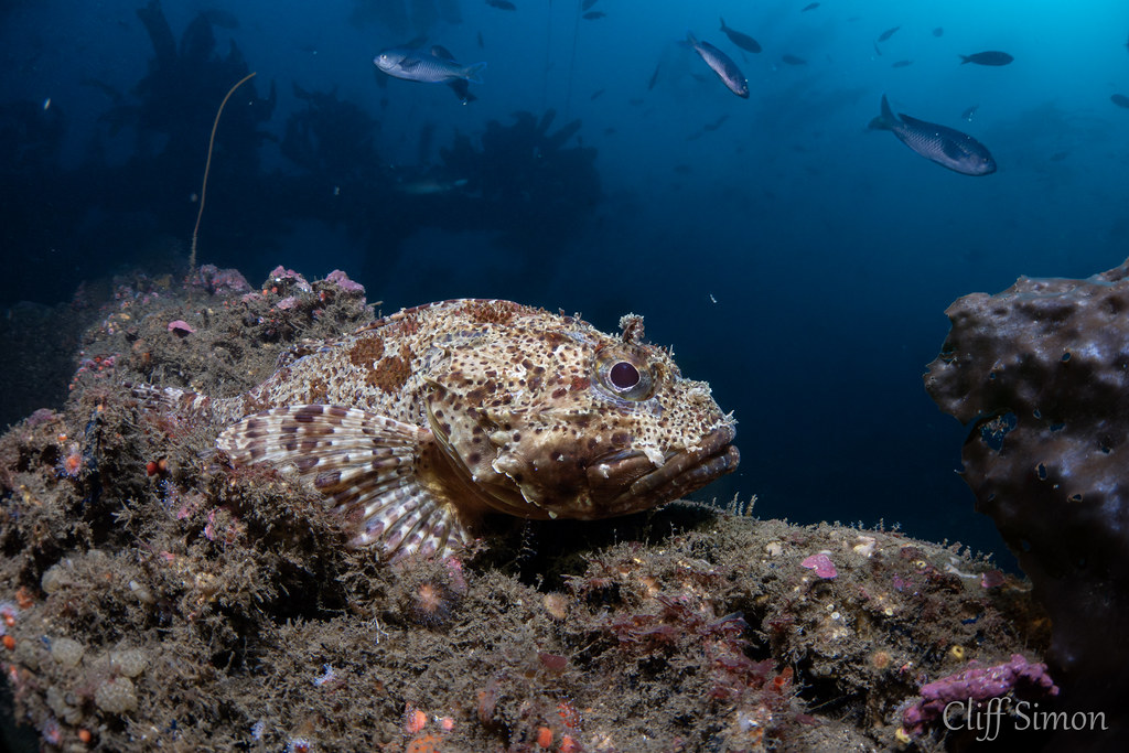 California Scorpionfish, Scorpaena guttata