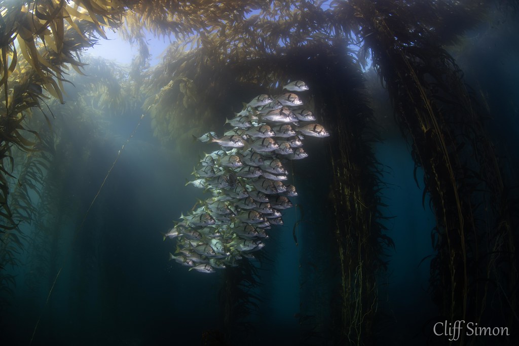 Sargo, Anisotremus davidsonii