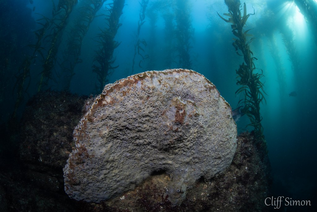 Gray Moon Sponge, Spheciospongia confoederata