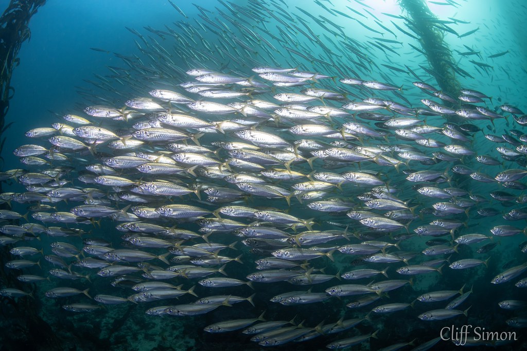Jack Mackerel, Trachurus symmetricus, Pacific Barracuda, Sphyraena argentea
