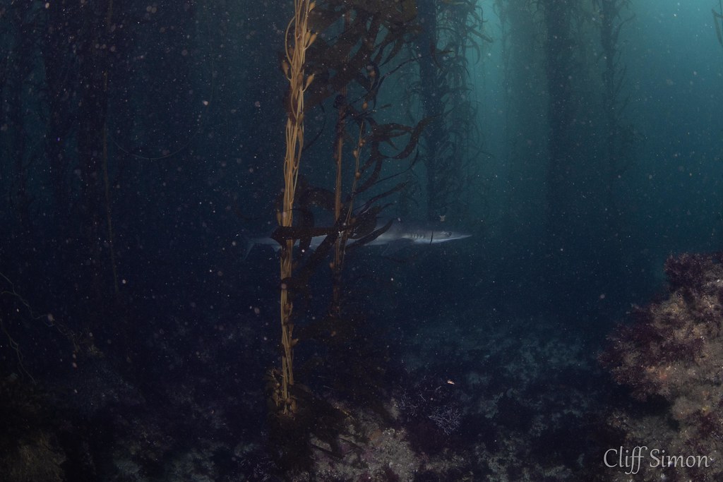 Tope Shark, Galeorhinus galeus
