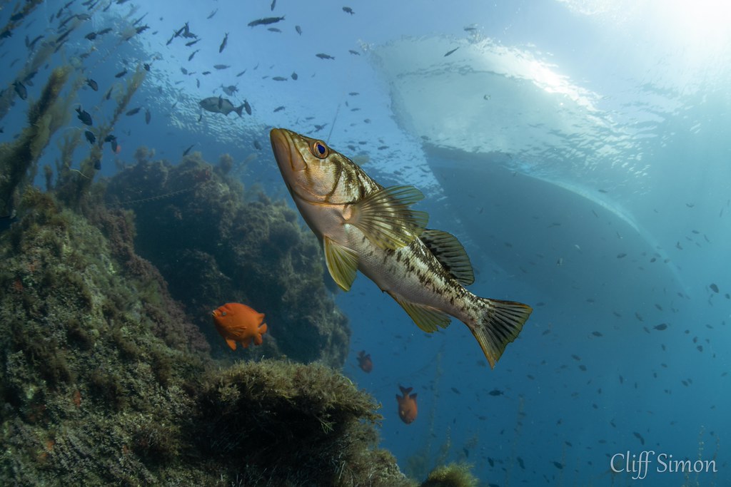 Kelp Bass, Paralabrax clathratus