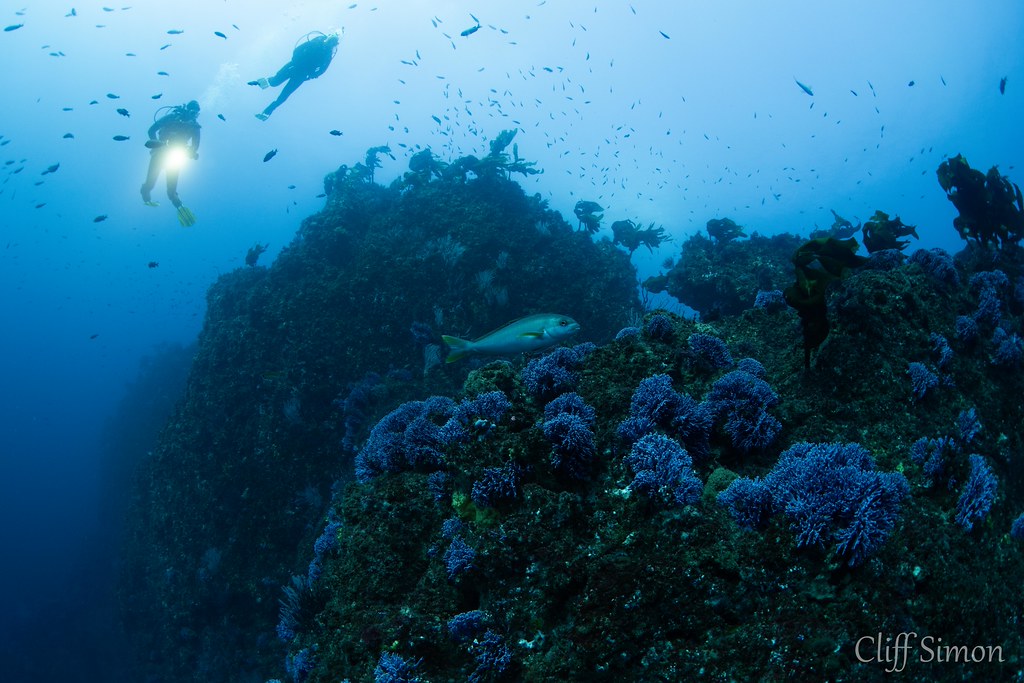 Ocean Whitefish, Caulolatilus princeps