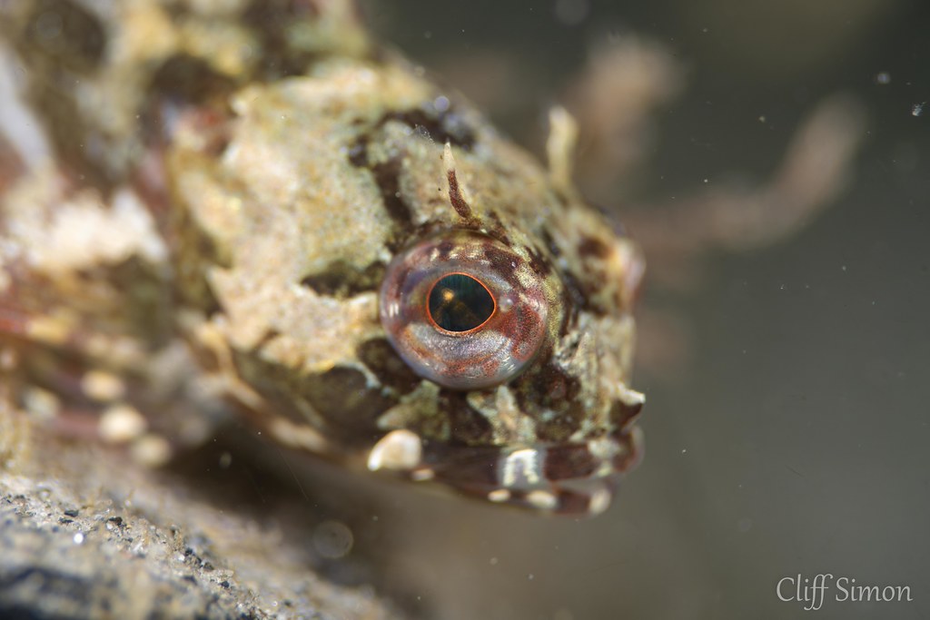 California Scorpionfish, Scorpaena guttata