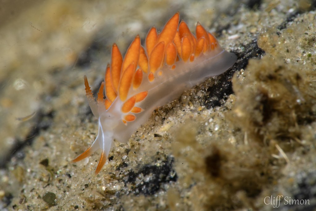 Fisher's Aeolid, Orienthella piunca