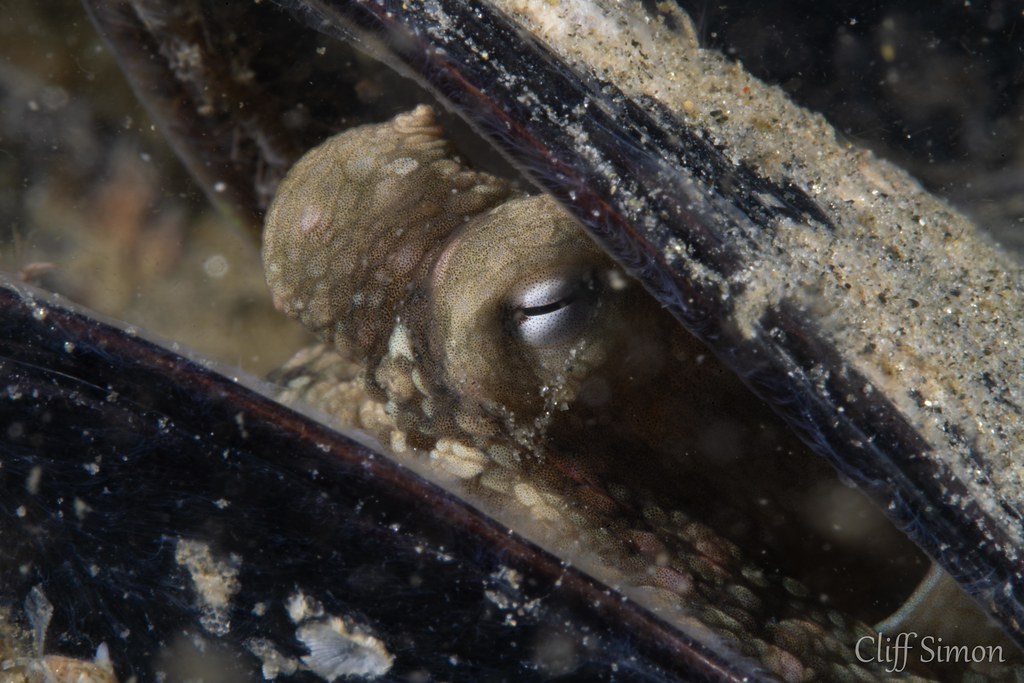 California Two Spot Octopus, Octopus bimaculoides