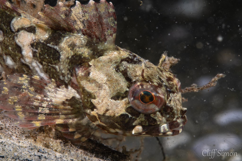 California Scorpionfish, Scorpaena guttata