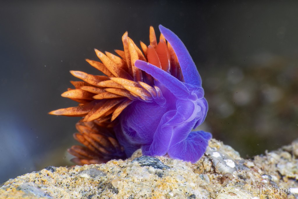 Spanish Shawl, Flabellina Iodinea