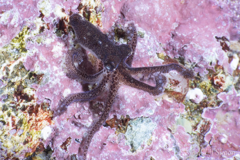 California Lilliput Octopus, Octopus micropyrsus