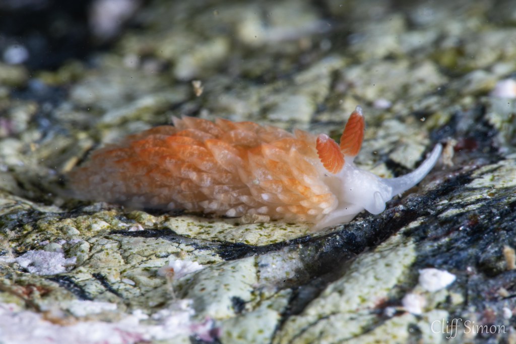 Olives Aeolid, aeolidiella oliviae
