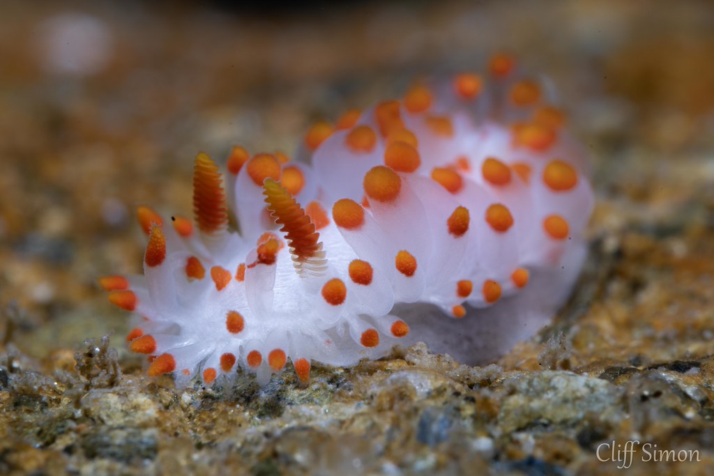 McDonald's Dorid, Limacia mcdonaldi