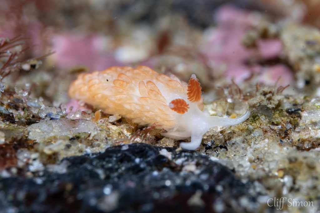 Olives Aeolid, aeolidiella oliviae