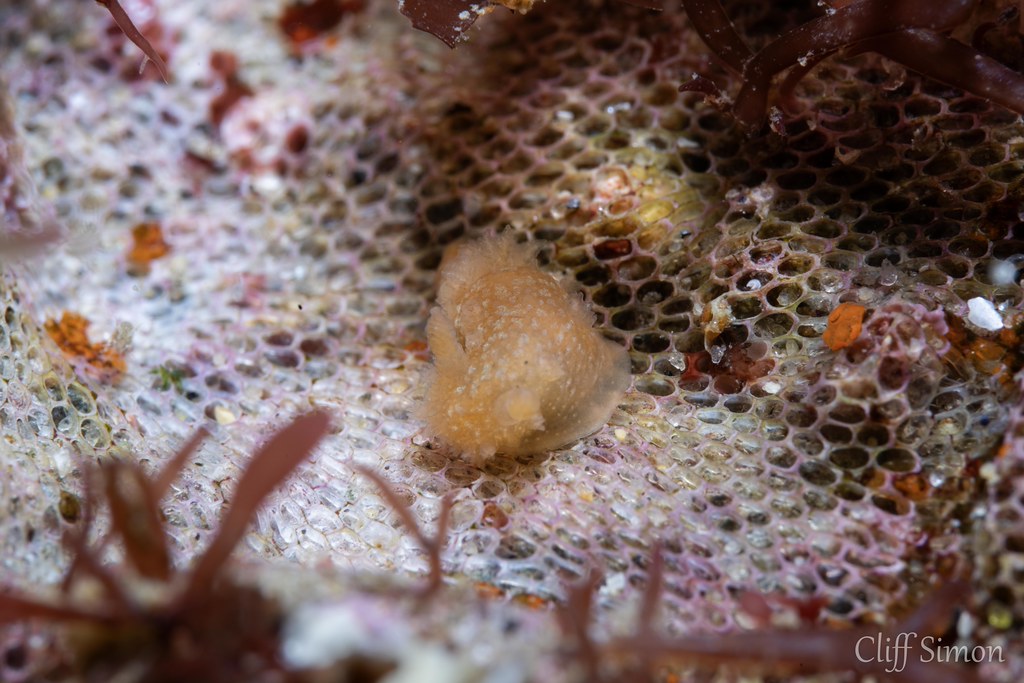 Spotted Dorid, Triopha maculata
