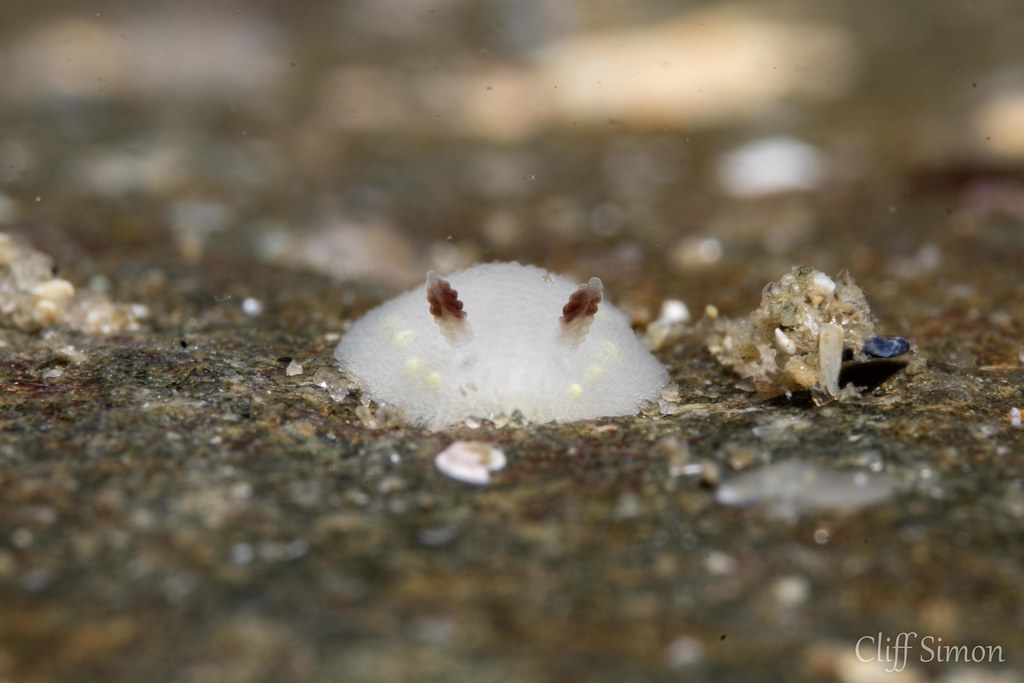 Yellow-spotted Cadlina, Cadlina flavomaculata