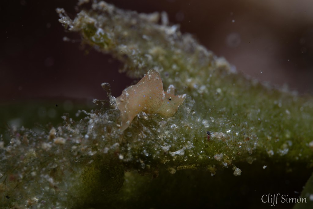 Hedgpeth's Sapsucker, Elysia hedgpethi