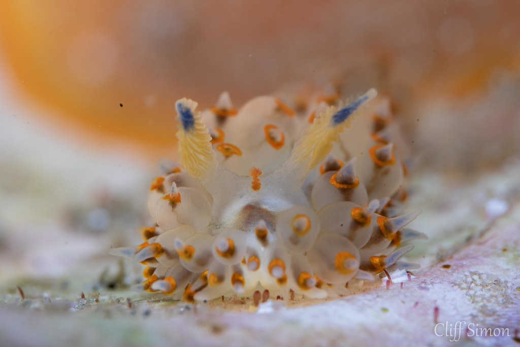 Cockscomb Nudibranch, Antiopella barbarensis