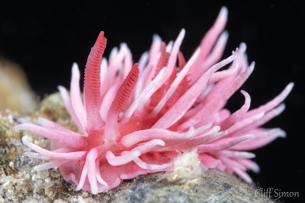 Hopkins Rose, Okenia rosacea