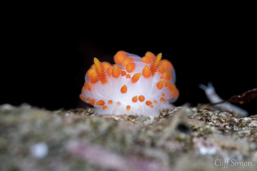 McDonald's Dorid, Limacia mcdonaldi