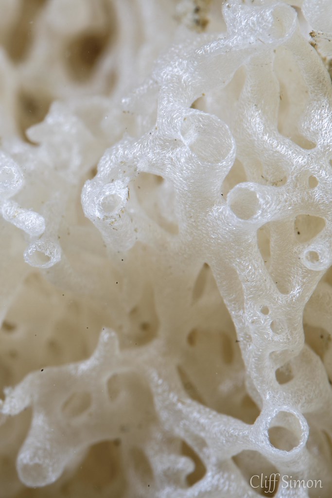 Tube Sponge, Leucosolenia eleanor