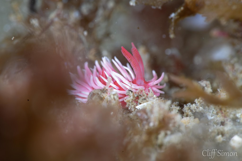 Hopkins Rose, Okenia rosacea
