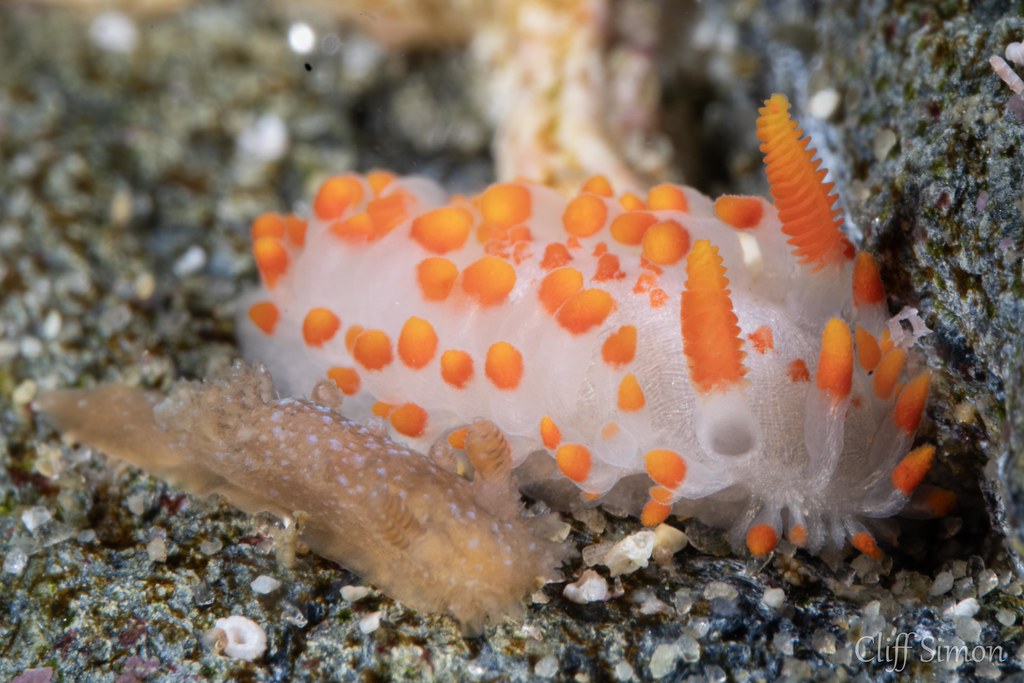 McDonald's Dorid, Limacia mcdonaldi, Spotted Dorid, Triopha maculata