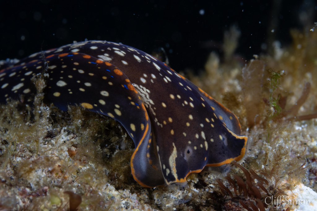 Navanax Worm, Navanax inermis