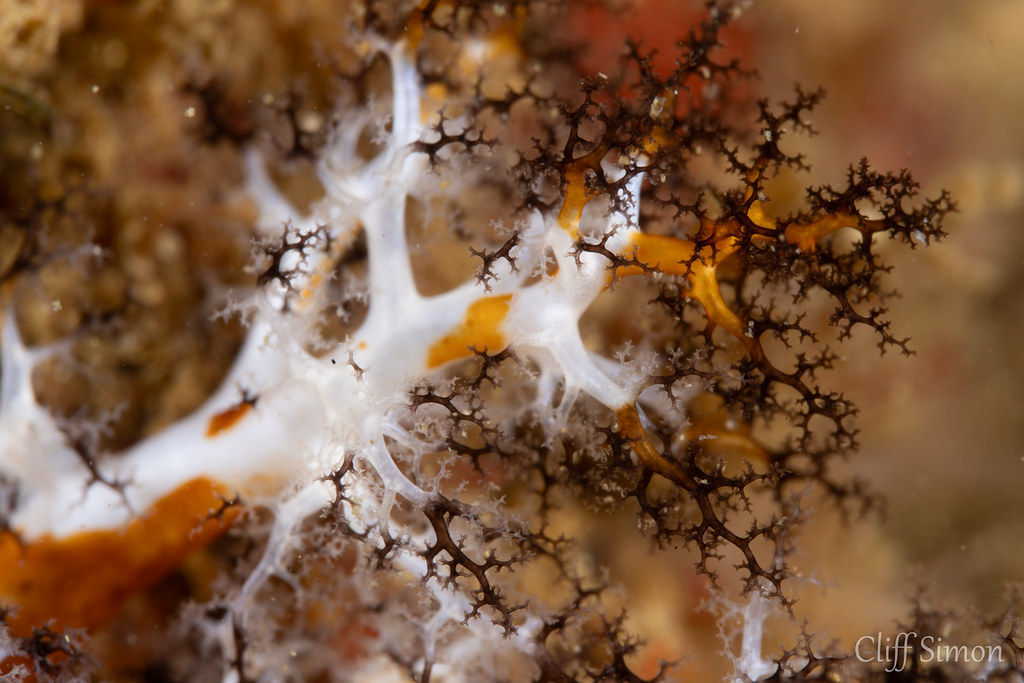 Black and Orange Sea Cucumber, Cucumaria Salma