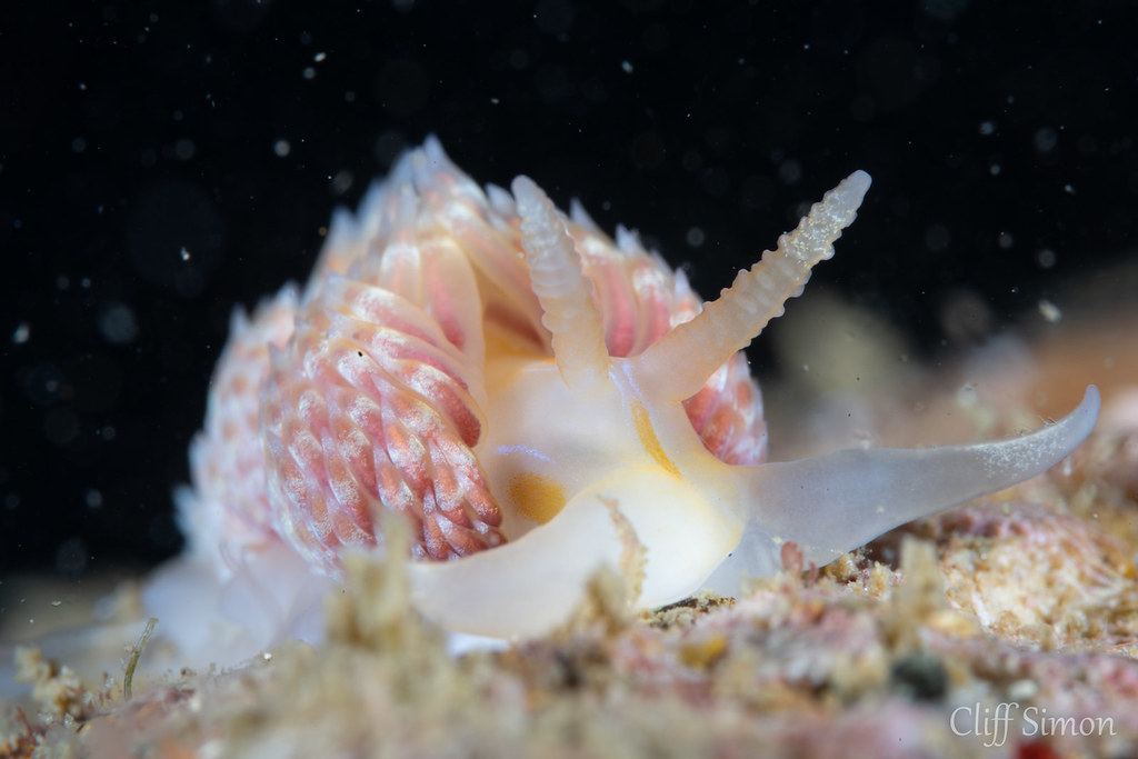 Opalescent Nudibranch, Hermissenda opalescens