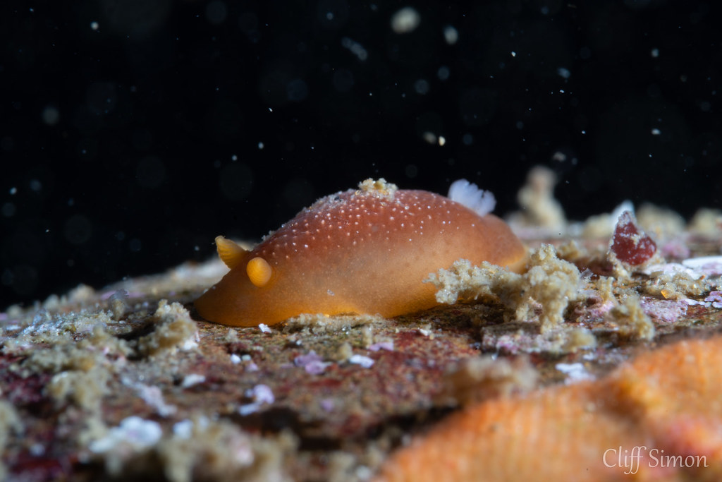 White-spotted Dorid, Doriopsilla albopunctata