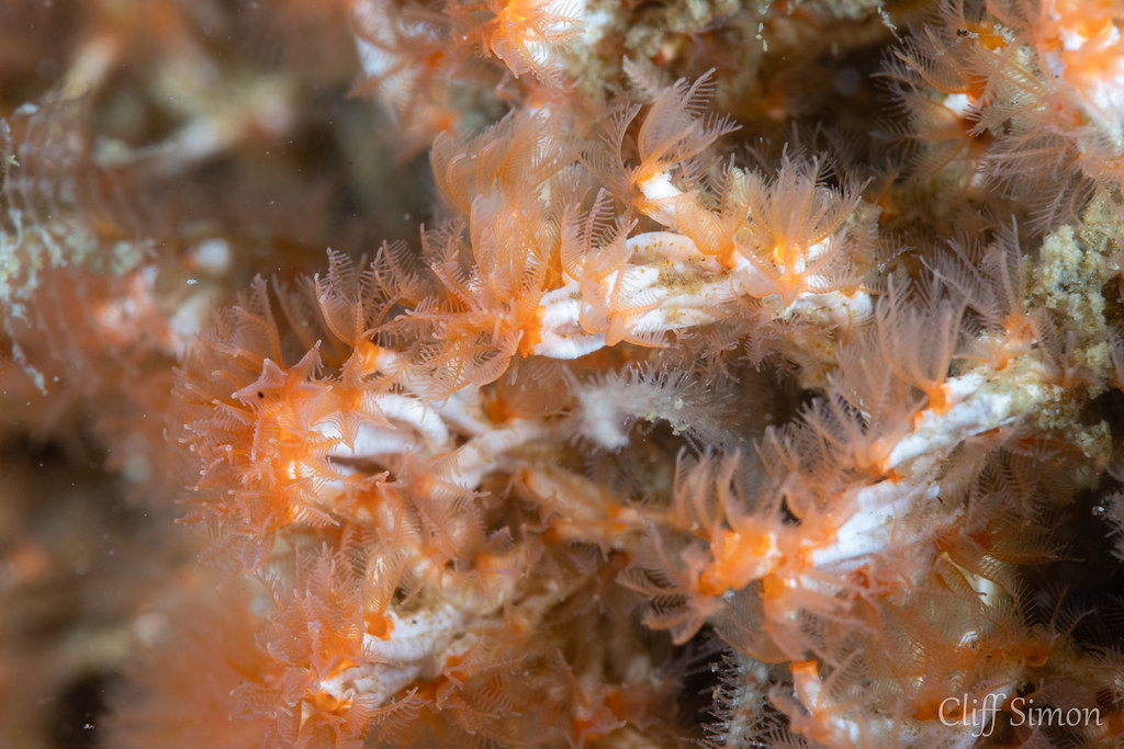 Fragile Tube Worm, Salmacina tribranchiata