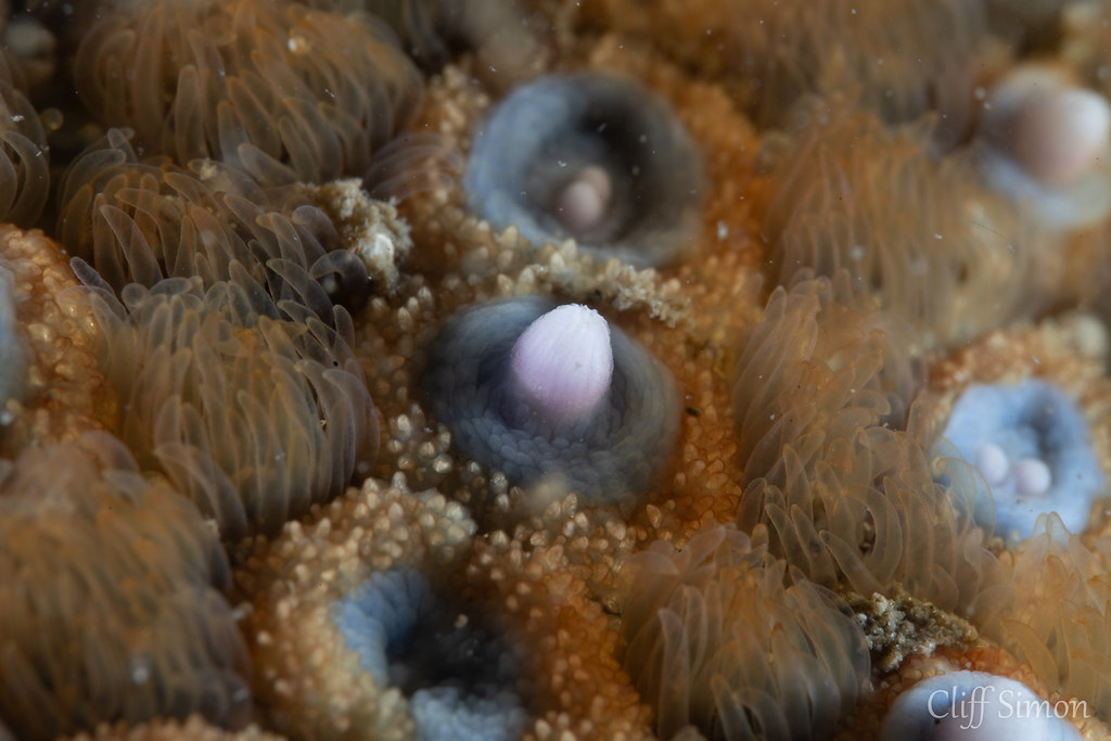 Giant Spined Star, Pisaster giganteus
