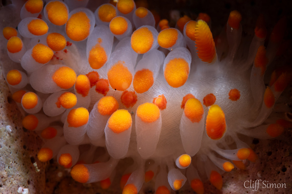 McDonald's Dorid, Limacia mcdonaldi