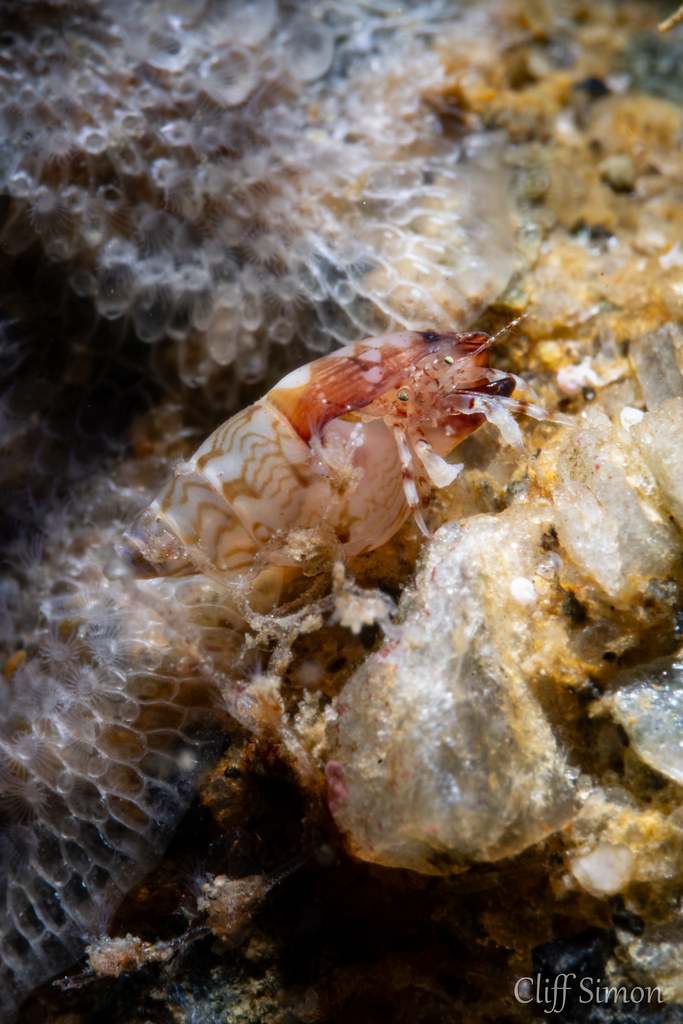 Bandclaw Hermit Crab, Pagurus redondoensis