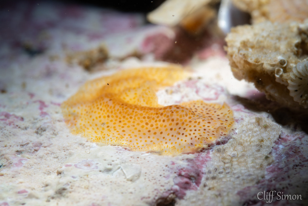 Polyclad Flatworm sp, Enchiridium punctatum
