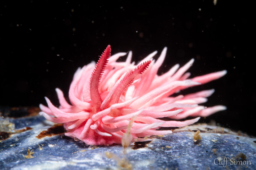 Hopkins Rose, Okenia rosacea
