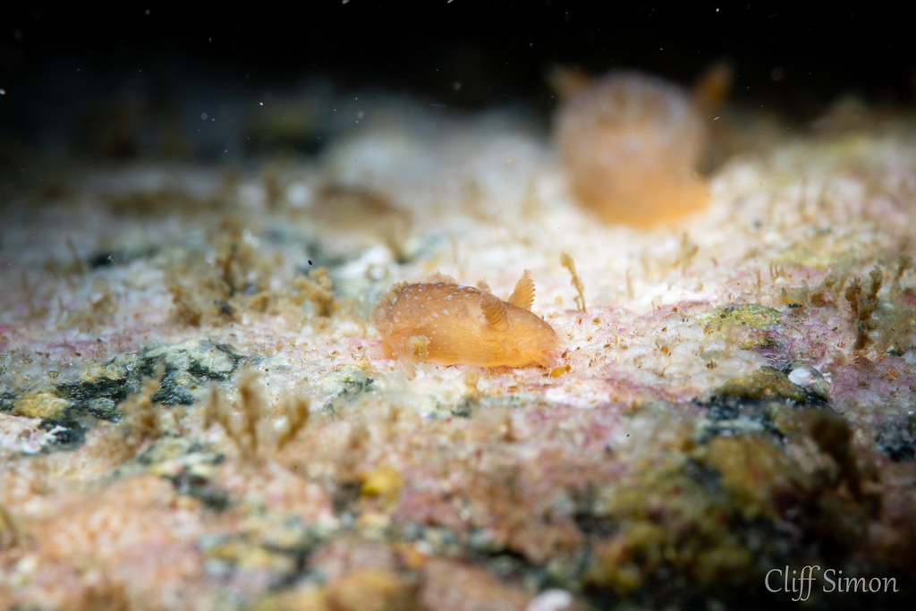 Spotted Dorid, Triopha maculata