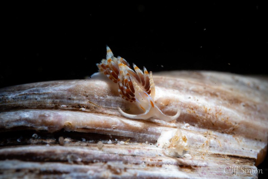 Opalescent Nudibranch, Hermissenda opalescens